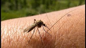Registraron dos nuevos casos sospechosos de dengue en Oberá