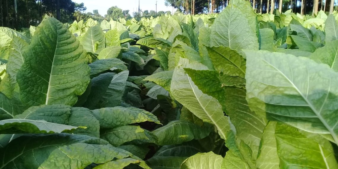 Este jueves pagarán compensación a productores tabacaleros