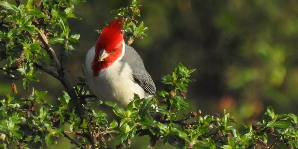 Invitan a un avistaje de aves gratuito en la Reserva Itá