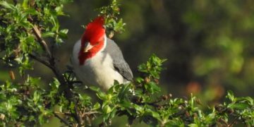 Invitan a un avistaje de aves gratuito en la Reserva Itá