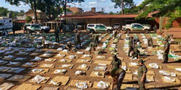 Incautaron más de 10 toneladas de marihuana en Oberá