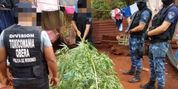Detienen en Campo Viera a una jubilada de 74 años por cultivar marihuana con fines medicinales