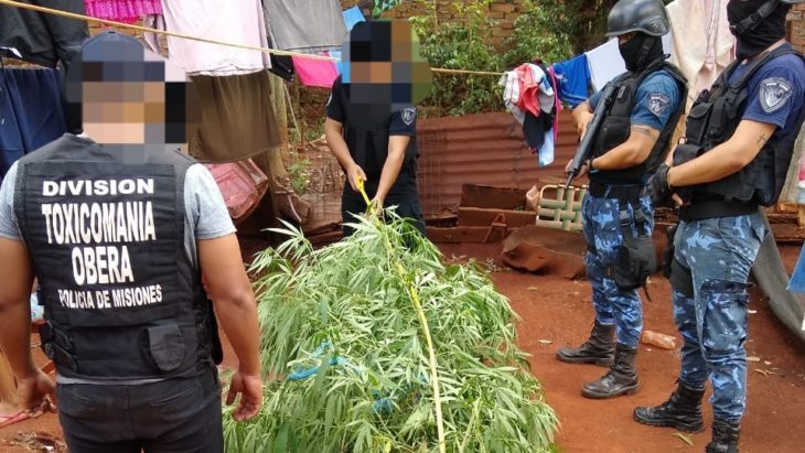 Detienen en Campo Viera a una jubilada de 74 años por cultivar marihuana con fines medicinales