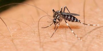 Alerta en Paraguay por dengue: el número de muertos aumentó a 16 en la última semana