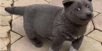 ¿Es perro o gato?: la mascota que generó una nueva polémica en las redes