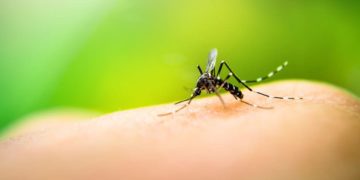 Una mujer murió por dengue en Buenos Aires