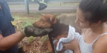 Garupá: policías rescataron a un cachorro que cayó a una alcantarilla