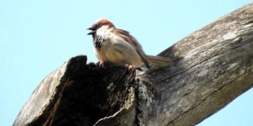 Paseo gratuito con observación de aves en la Reserva Itá