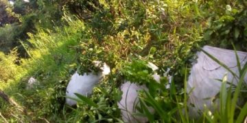 San Vicente: los sorprendieron con una tonelada de yerba mate robada de una chacra y fueron detenidos