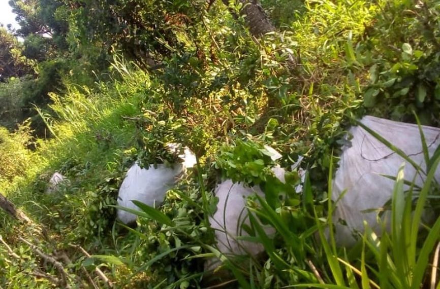 San Vicente: los sorprendieron con una tonelada de yerba mate robada de una chacra y fueron detenidos
