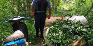 Dos Hermanas: la Policía recuperó 400 kilos de hoja de yerba robada en Paraje Tobuna
