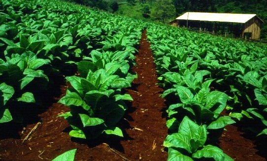 Acordaron un aumento del 59,95% para el precio del tabaco