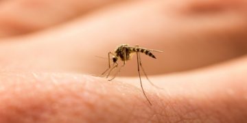 Dengue: son más de 4 mil los casos sospechosos y 748 los confirmados en el país