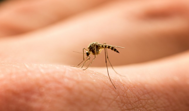 Dengue: son más de 4 mil los casos sospechosos y 748 los confirmados en el país