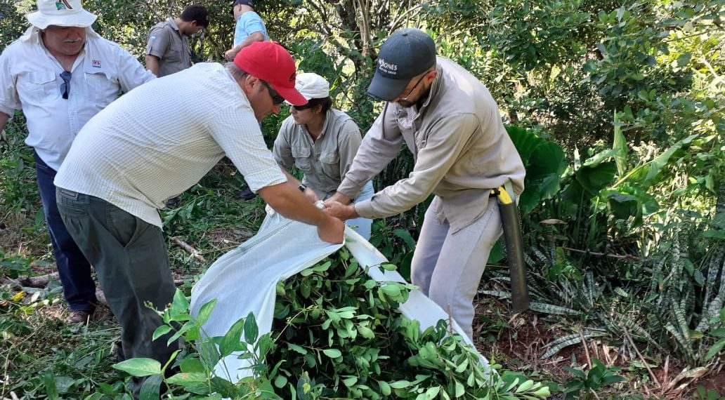 Más capacitación a técnicos para mejorar la productividad en yerbales