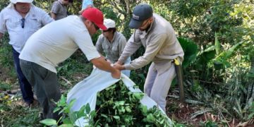Más capacitación a técnicos para mejorar la productividad en yerbales