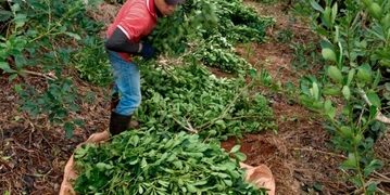 Fijaron el precio de la hoja verde en $20 y la canchada a $76