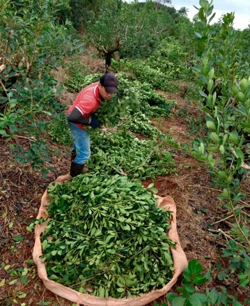 Fijaron el precio de la hoja verde en $20 y la canchada a $76