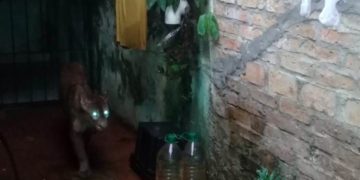 Pánico en Oberá por la presencia de un puma en las casas