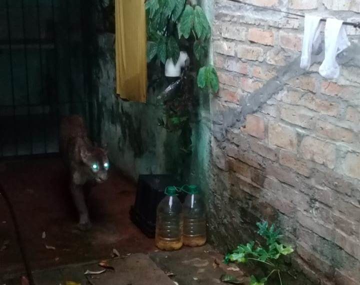 Pánico en Oberá por la presencia de un puma en las casas