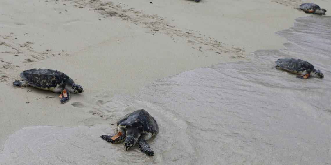Coronavirus| Nacieron 97 tortugas en peligro de extinción en una playa que quedó vacía por la cuarentena