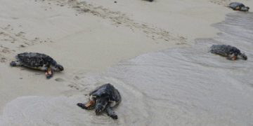 Coronavirus| Nacieron 97 tortugas en peligro de extinción en una playa que quedó vacía por la cuarentena