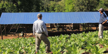 Pagarán más de 230 millones a tabacaleros