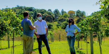 Producción sustentable y valor agregado en origen a frutas tropicales