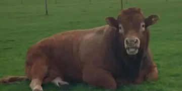 Insólito: un toro se rascó contra un poste de luz y dejó sin electricidad a 800 hogares