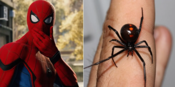 Niños se hicieron picar por Viuda Negra para tener los poderes del Hombre Araña