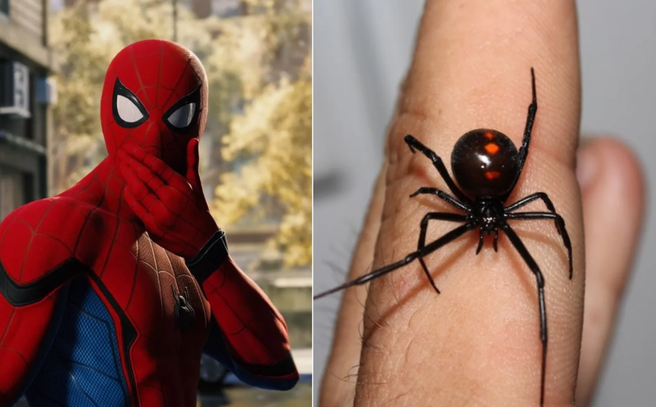 Niños se hicieron picar por Viuda Negra para tener los poderes del Hombre Araña