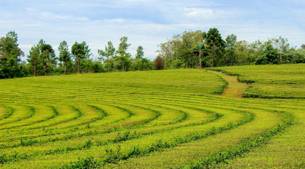 El té argentino tiene a Misiones como protagonista