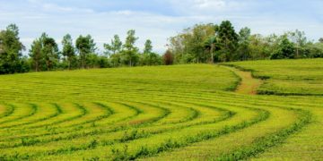 El té argentino tiene a Misiones como protagonista