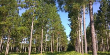 Abren convocatoria para la presentación de planes para forestación y plan leña renovable