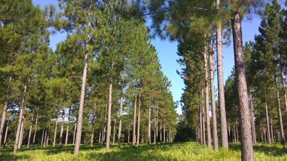 Abren convocatoria para la presentación de planes para forestación y plan leña renovable