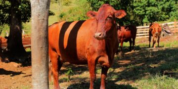 Se realizará el primer remate ganadero 100 por ciento misionero