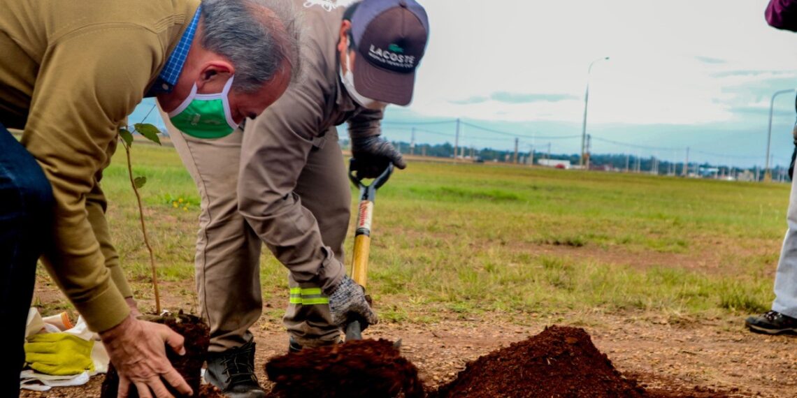 Nuevo pulmón verde: plantaron 50 árboles en la playa de Miguel Lanús