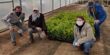 Yerbales más eficientes con apoyo del INYM y del INTA