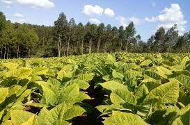 El 3 de julio abonarán el segundo pago de retorno a productores tabacaleros