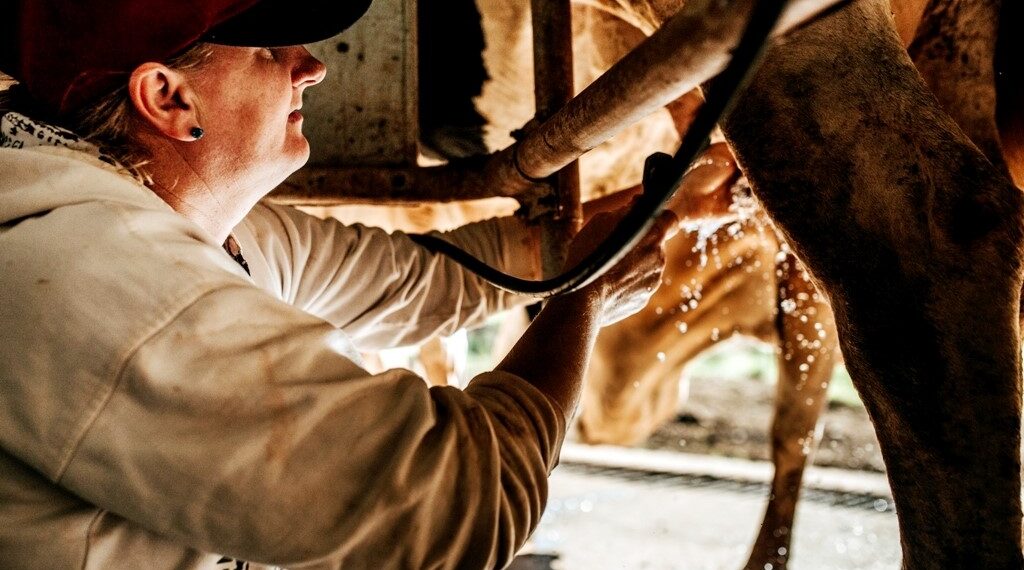 Lechería: una industria que crece en Misiones