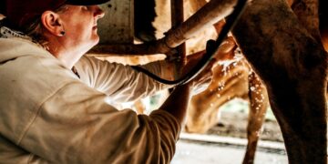 Lechería: una industria que crece en Misiones