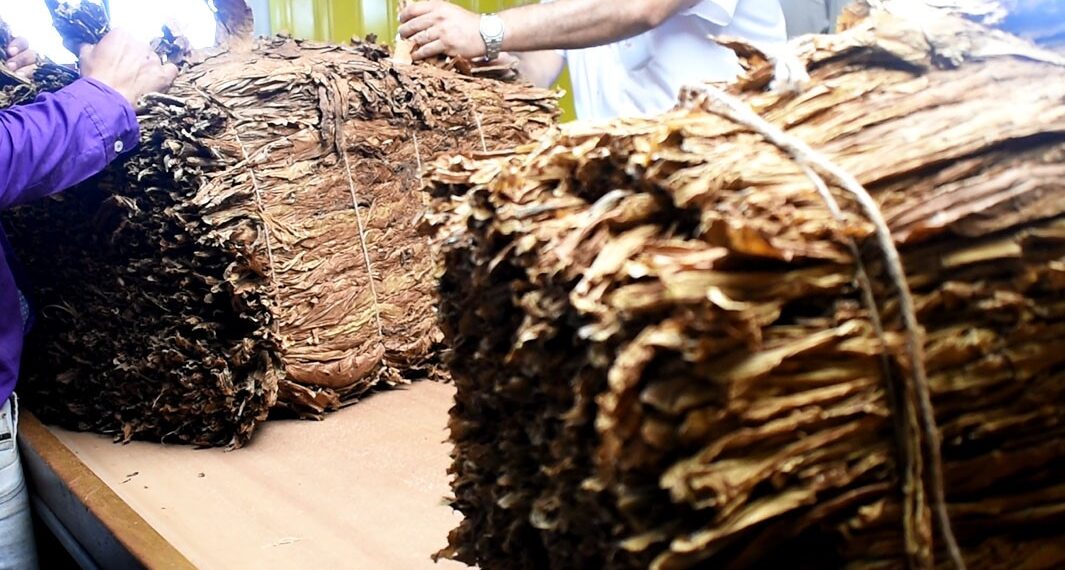 Pagan más de 132 millones de pesos a tabacaleros