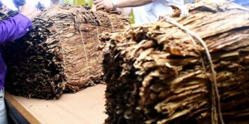 Pagan más de 132 millones de pesos a tabacaleros