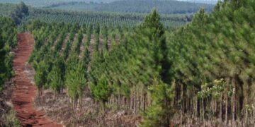 Proponen adhesión al régimen de promoción de emprendimientos forestales