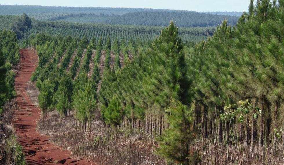 Proponen adhesión al régimen de promoción de emprendimientos forestales