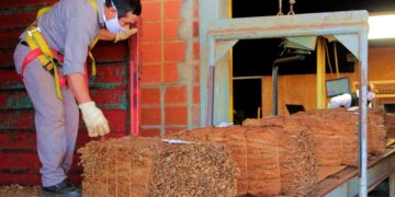 Misiones finalizó el acopio de tabaco con más de 30 millones de kilos