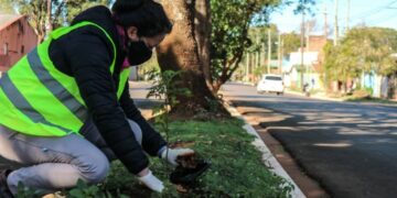 Plantaron más de 160 Acacias sobre la avenida Jauretche