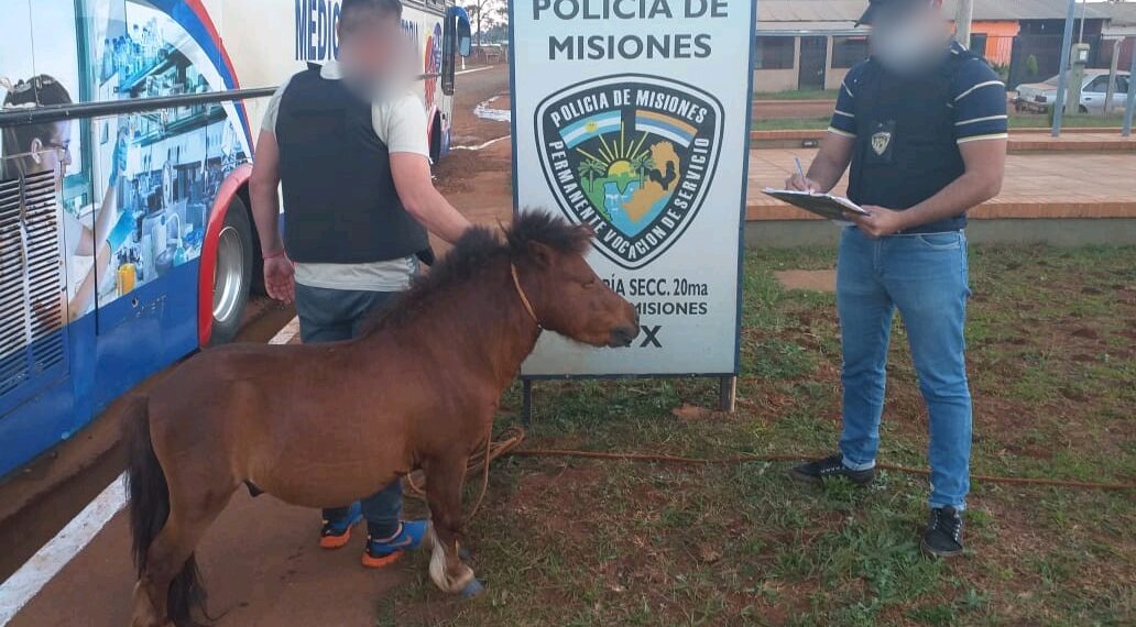 Recuperaron un poni y una yegua robados