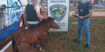 Recuperaron un poni y una yegua robados
