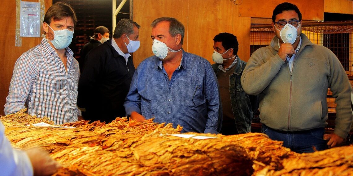 El viernes pagan compensación a productores tabacaleros